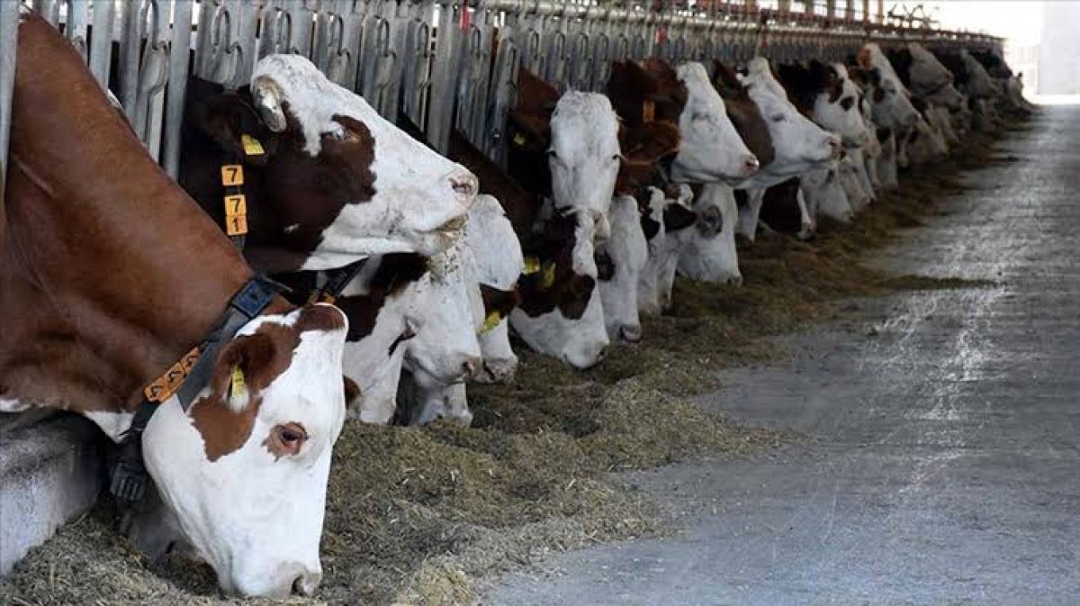 2027 Yılı Besilik Erkek Sığır İthalatı: Başvuru Takvimi ve Kontenjan Dağılımı