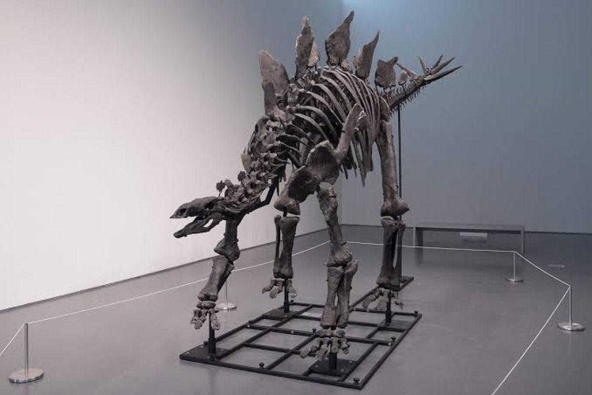 80 Milyon Yıllık Dinozor Kuyruğu Fosili Keşfi
