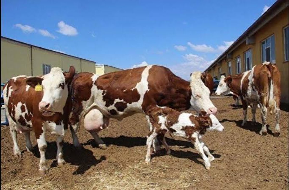 820 bin damızlık hayvan ithal edildi, sağmal sürü beklenen kadar büyümedi
