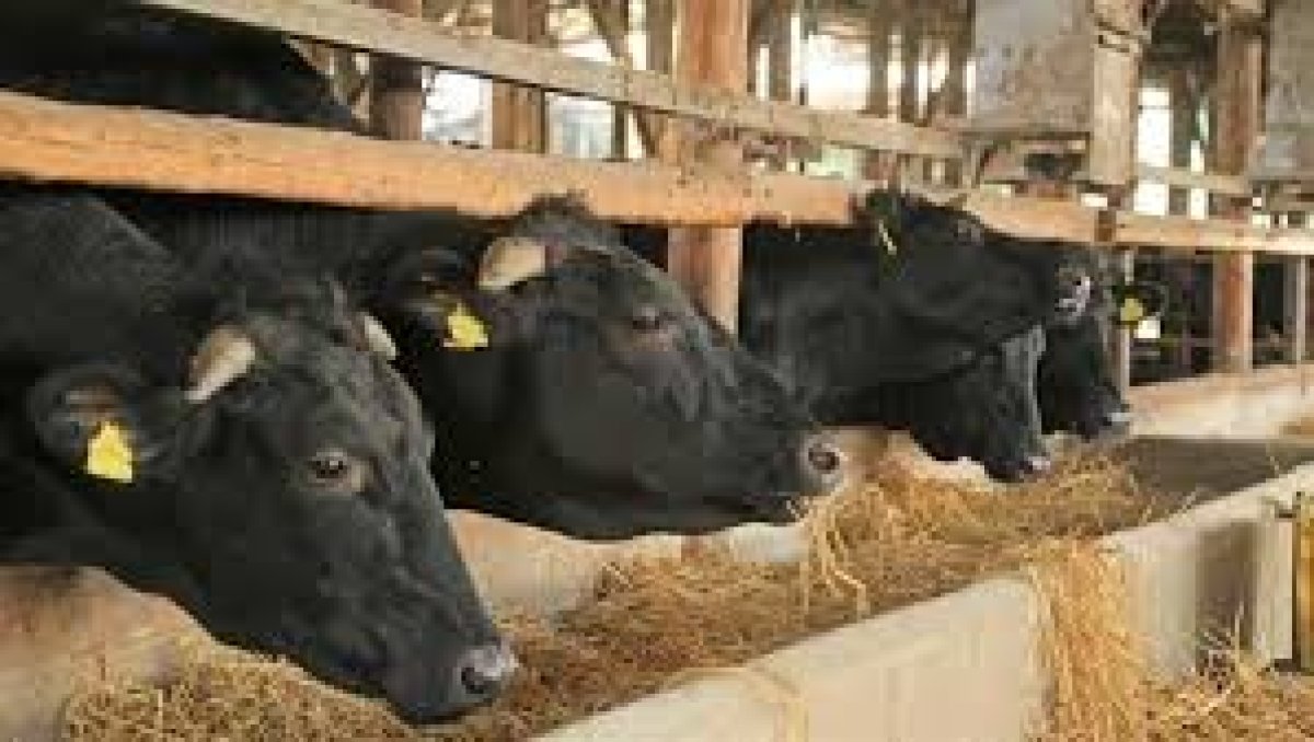 AVRUPA'DA BREZİLYA'DAN GELEN HAYVANLARDA YASAKLI MADDDE TESPİT EDİLMİŞ.