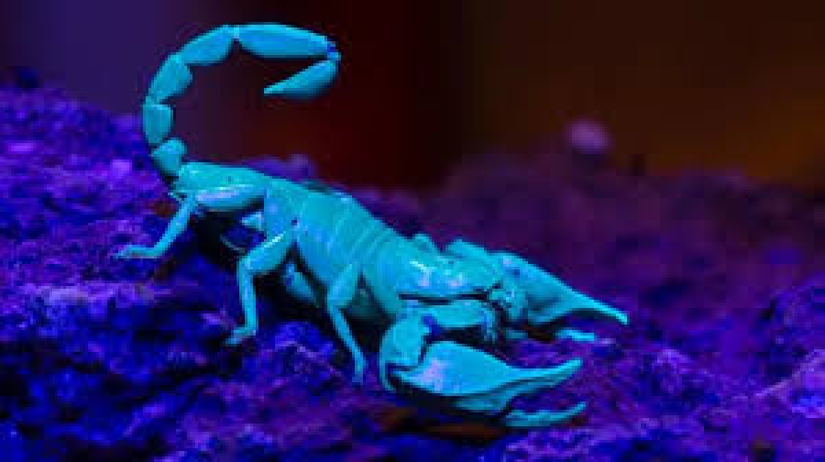 Akreplerin Metal Takviyeli Silah Sistemi