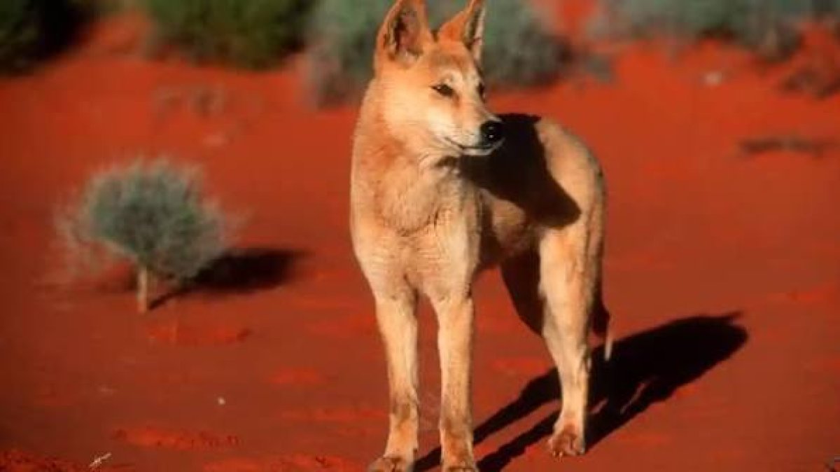 Arizona'da Kır Kurdu Saldırısı: Anne Çocuğunu Korumak İçin Yaralandı