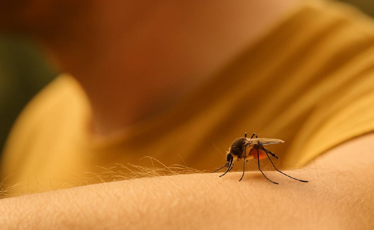 Chikungunya Hastalığı ve Avrupa'daki Yayılımı