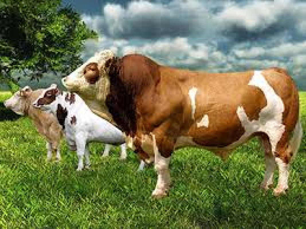 Ekonomik değer korunacak; sağlıklı hayvanların itlaf edilmesi engellenecek.