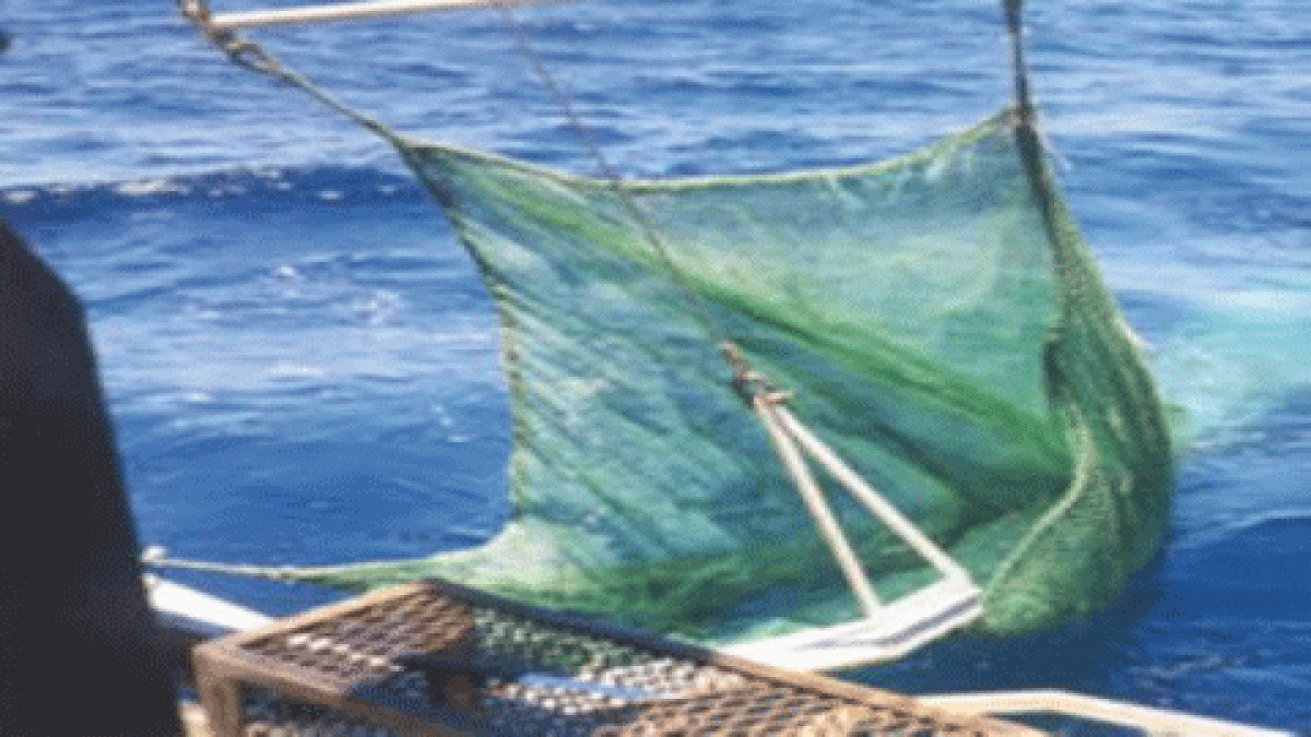 İskoçya Denizlerinin Üçte Birinden Fazlası Koruma Altında: Trol Avı Neden Hâlâ Serbest?