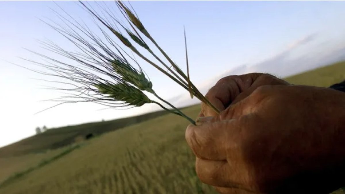 Hububat Piyasası Fiyat Analizi