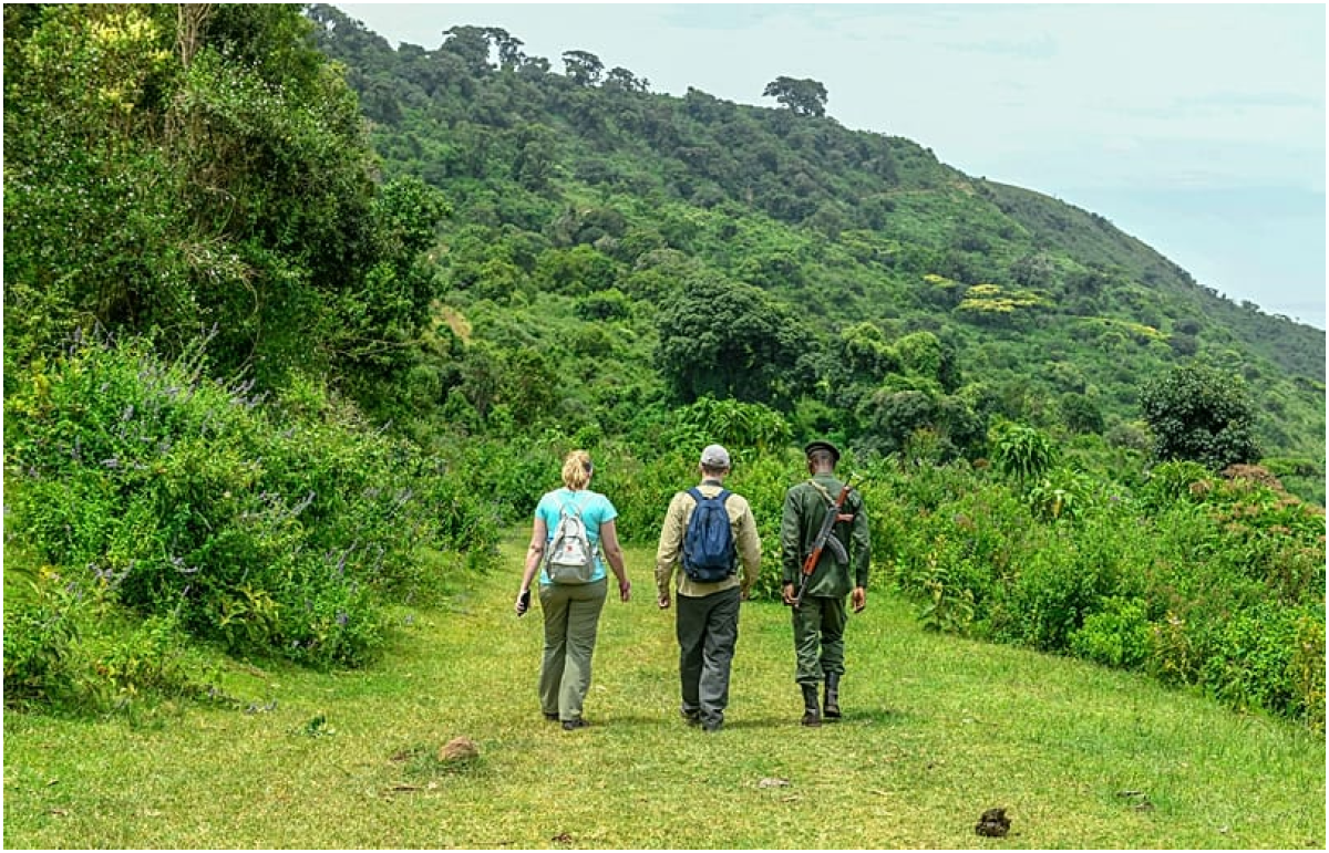 Ruanda'da Goril Turizmi: Sınırlı Erişim ve Koruma Stratejileri