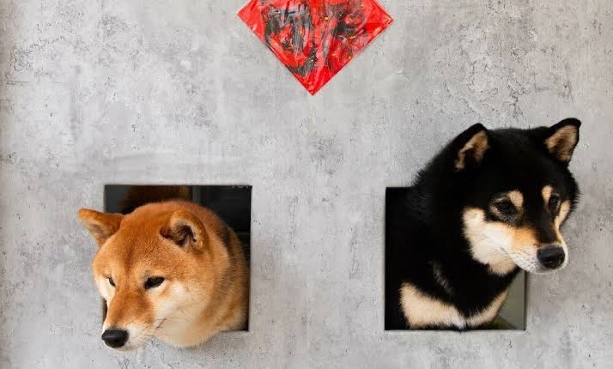 Shiba Inu (SHIB) Art Arda Dördüncü Gün Düşüşte