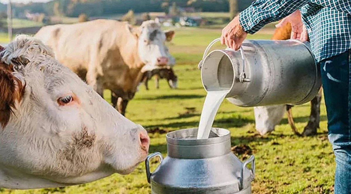 TÜSEDAD Açıklaması: Çiğ Süt Üretiminde Litre Başına Zarar