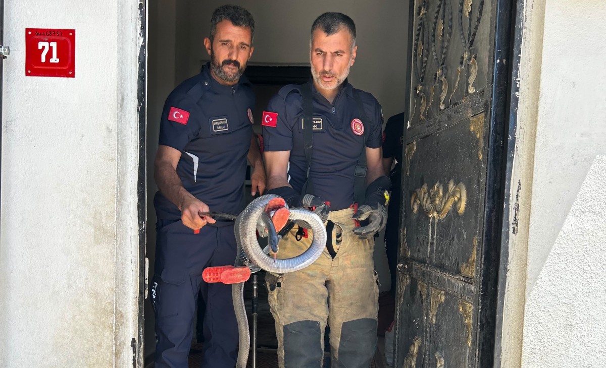 Adıyaman’da evde yılan paniği   - Videolu Haber