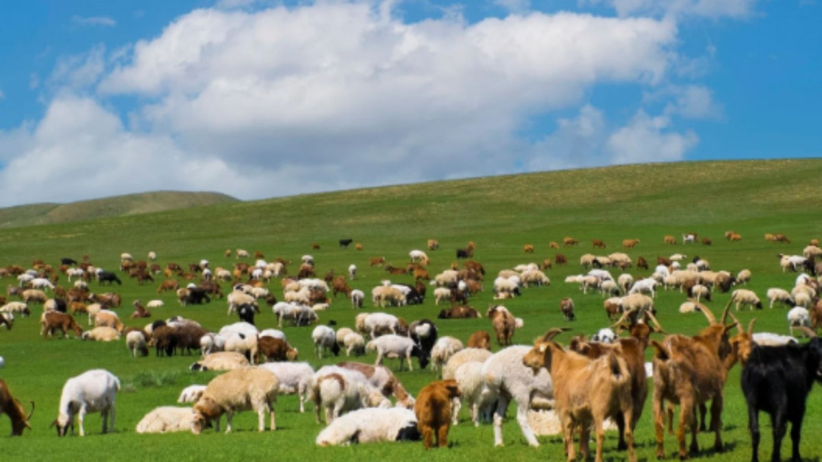 Adıyaman’da ‘Kırsalda Bereket’ projesi: 3 yılda 150 bin küçükbaş hayvan desteği verilecek
