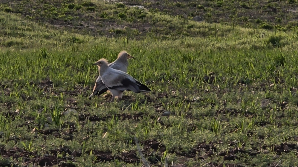 Adıyaman’da koruma altındaki küçük akbabalar görüntülendi