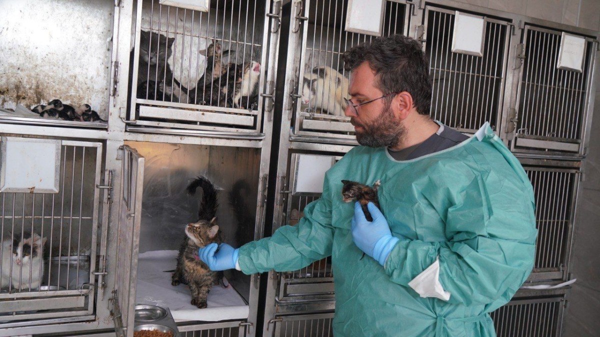 Adıyaman’da Patibulans iki yavru kediyi yaşama döndürdü  - Videolu Haber