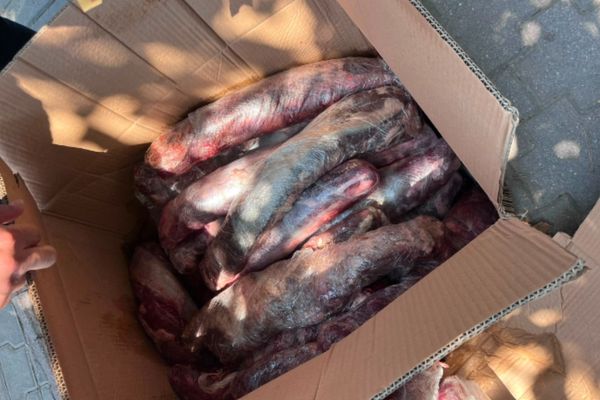 Alanya’da 300 kilogram sağlıksız et imha edildi