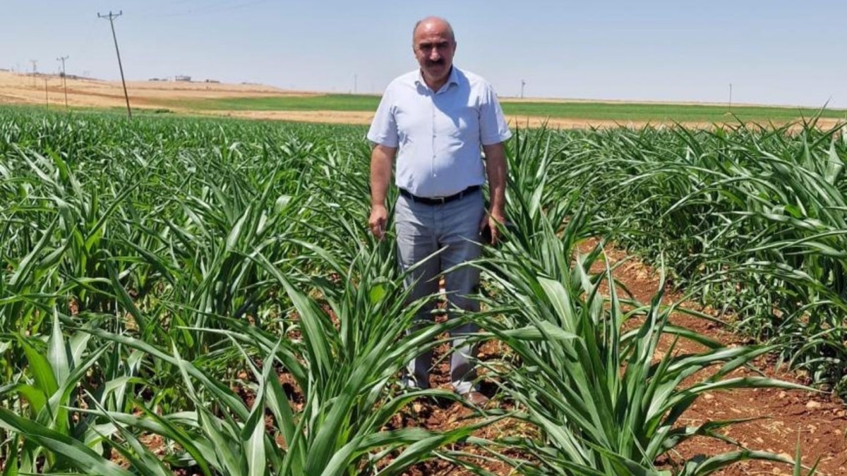 DEVA Partisi İl Başkanı Anaç: ‘Tütün üreticisine teklif edilen fiyat emeğe açık ihanettir’