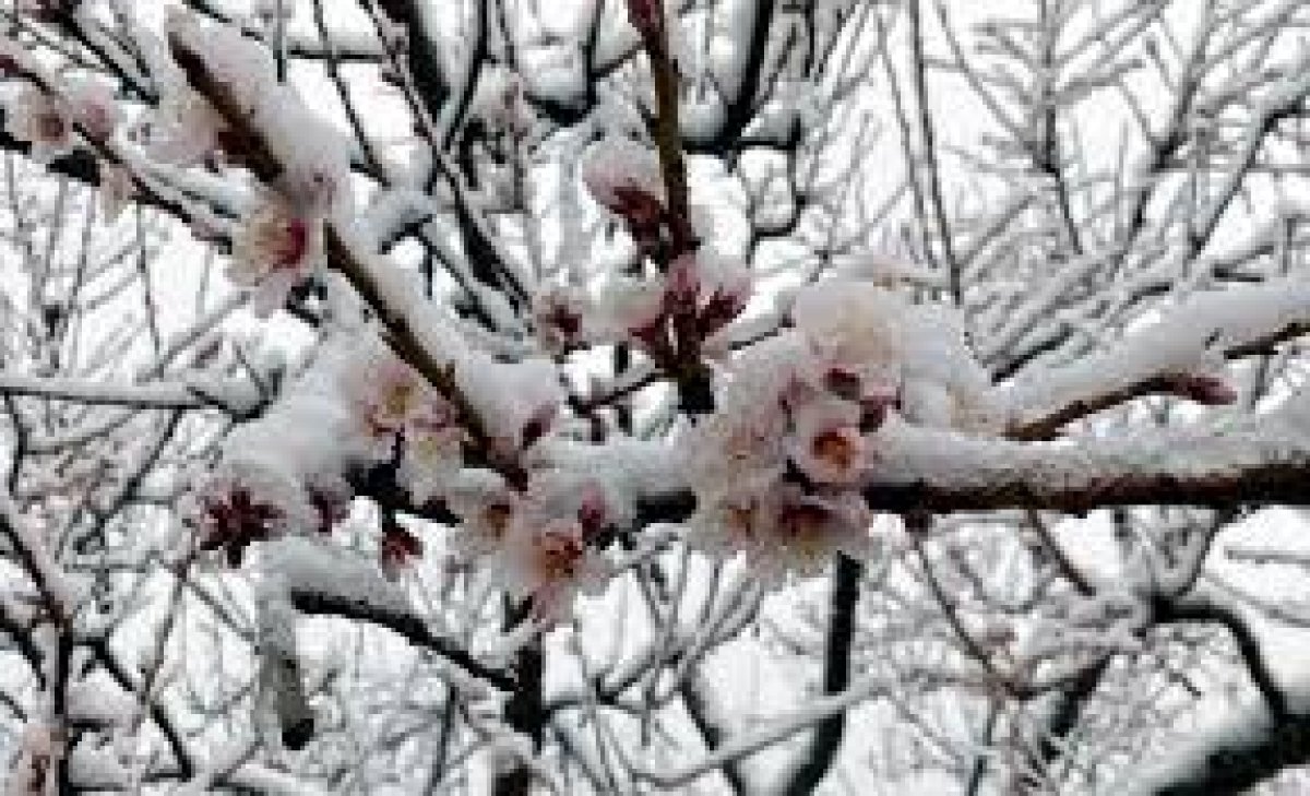 Meteoroloji'den Sarı Kodlu Zirai Don Uyarısı