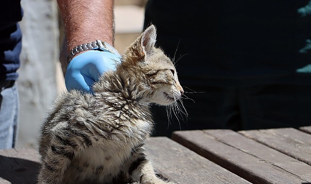 Maltepe’de “can dostlar” güvende