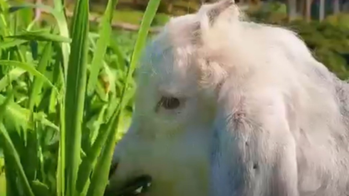 Minik kuzunun yem keyfi sosyal medyada ilgi odağı oldu  - Videolu Haber