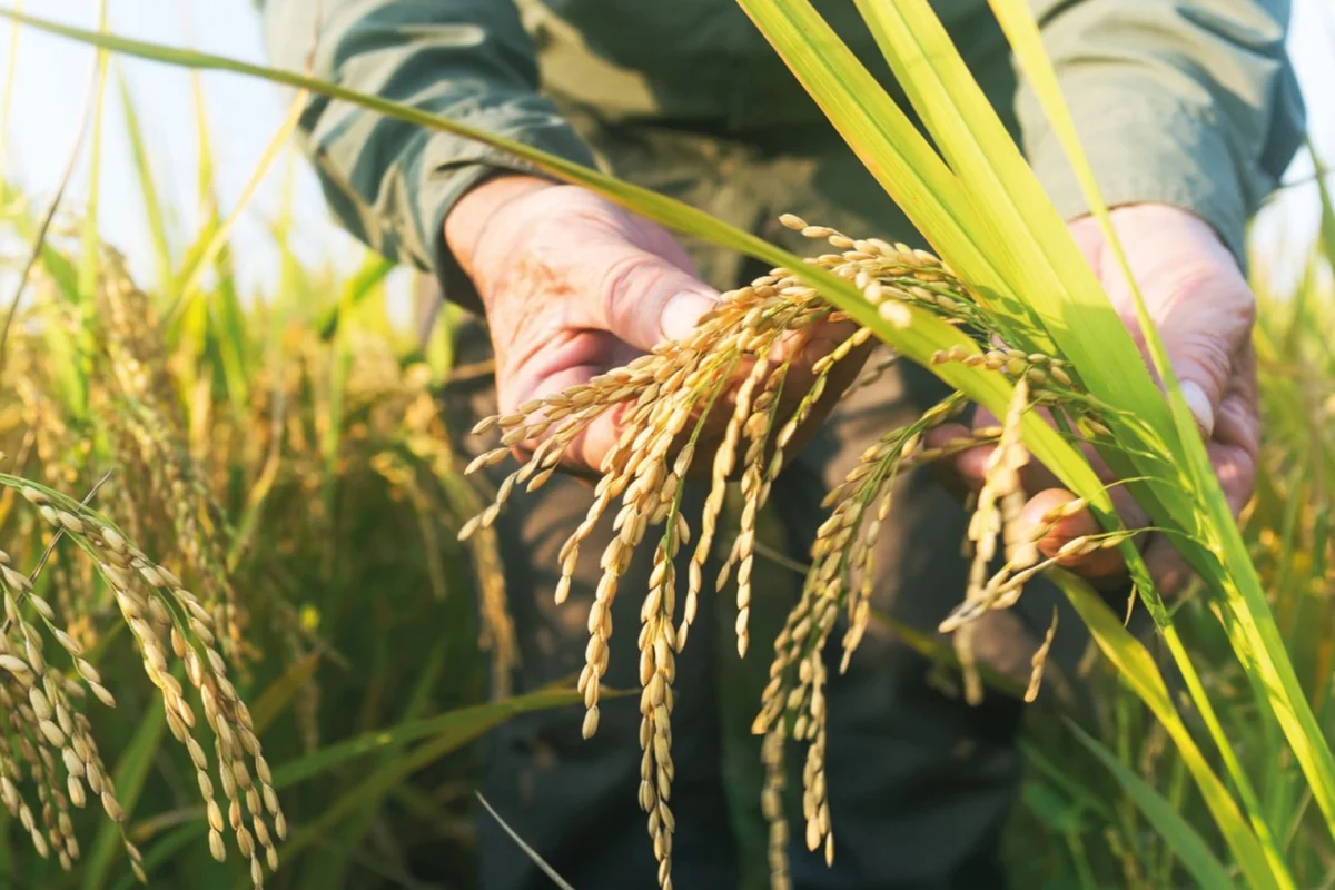 TMO Randevulu Çeltik Alımlarına Başlıyor
