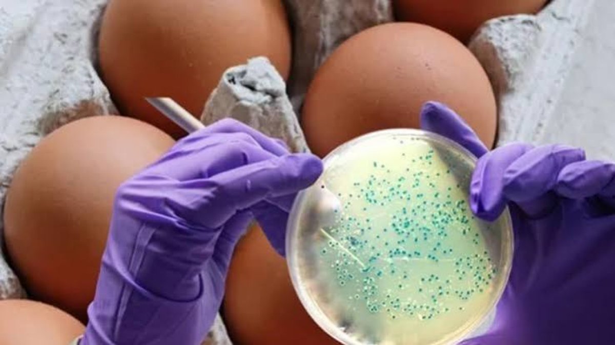 İngiltere’de salmonella salgını: Vaka sayısı 207’ye yükseldi