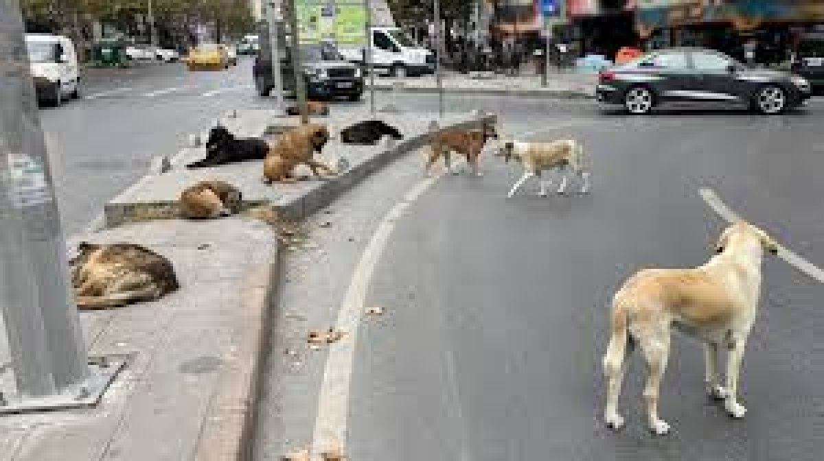 İstanbul'da Sahipsiz Köpeklerle İlgili Açıklama